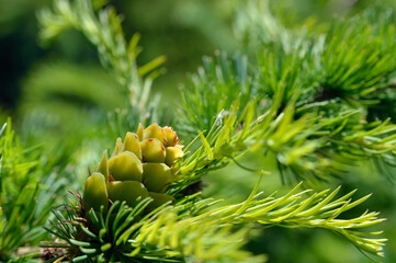 Green larch cones, larch tree