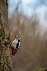 Great spotted woodpecker,Dendrocopus major, looking for food on dead elder branch