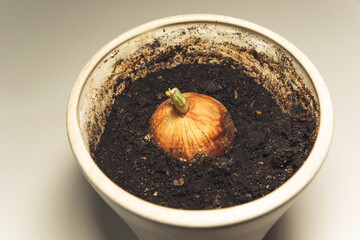 Rotten onion in a white pot with soil