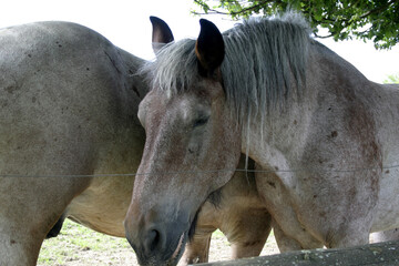 Obraz premium Pferde auf Koppel