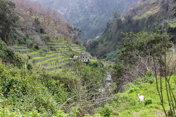 Madeira - Mountainside with terraces