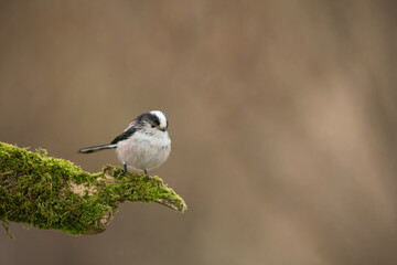 Long tailed tit, Aegithalos caudatus, searching for food, late winter in Oxfordshire