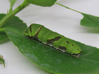 A close-up of a green caterpillar on a leaf, isolated on white background. This image is useful for...