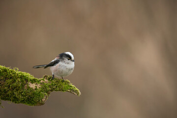 Long tailed tit, Aegithalos caudatus, searching for food, late winter in Oxfordshire