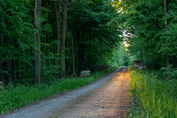 Fototapeta premium Sunlight on the road in the green forest