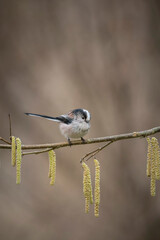 Long tailed tit, Aegithalos caudatus, searching for food, late winter in Oxfordshire