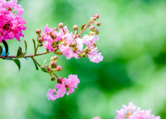 Fototapeta premium Closed-up of Pink Crepe myrtle flowers blooming in Spring against green background.