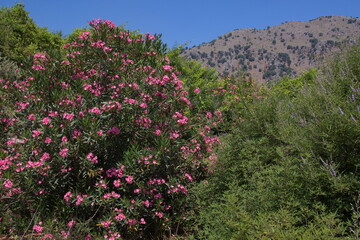 Obraz premium Blooming oleander on Crete in Greece, Europe 