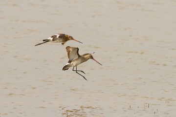 Black-tailed godwit (Limosa limosa), birds flying with long beak over the lagoon