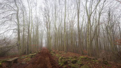 Foggy Path In The Forest
