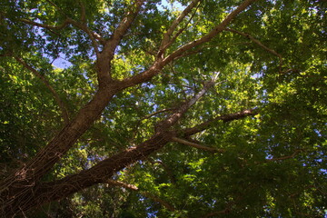 Giant plane tree on Crete in Greece, Europe
