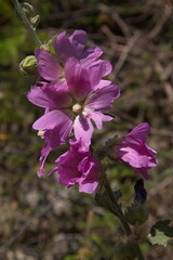 Obraz premium Blossoms of a hollyhock on Crete in Greece, Europe