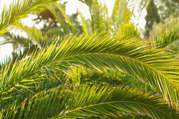 Fototapeta na wymiar Green palm leaves, sun shines in background, only few blades focus abstract tropical background