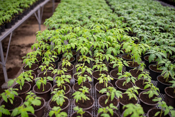 Tomato seedlings are grown in greenhouse in pots. Spring seedlings