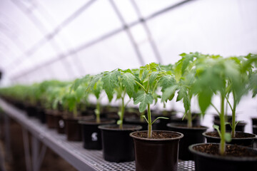 Tomato seedlings are grown in greenhouse in pots. Spring seedlings
