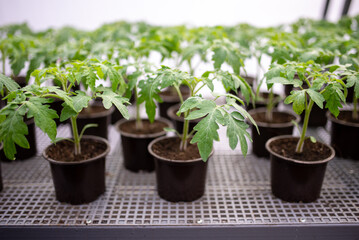 Tomato seedlings are grown in greenhouse in pots. Spring seedlings