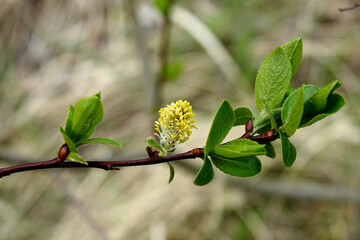 early spring buds and inflorescences of trees and shrubs in parks and squares in the city of Białystok in Podlasie in Poland March 2020