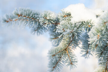 Close-up, tree branch in the snow