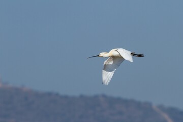 Eurasian spoonbill (Platalea leucorodia, white bird with long bill over the lagoon