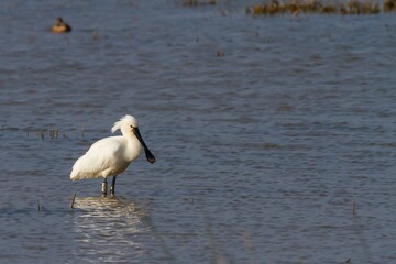 Eurasian spoonbill (Platalea leucorodia, white bird with long bill over the lagoon