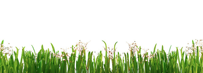 Summer, spring background of bright green grass with small delicate white flowers, isolated on a white background. Copy of the space, panoramic view