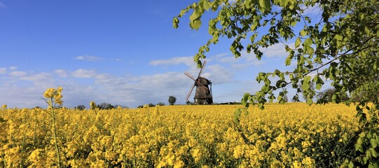 Windmühle Wangels, Raps Feld, Banner