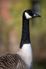 Canada Goose