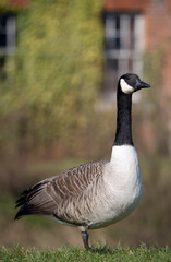 Canada Goose
