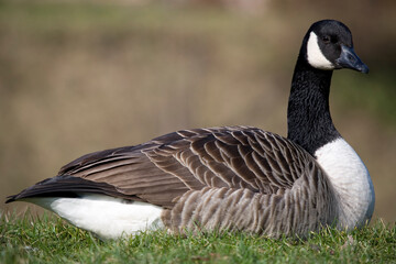 Canada Goose