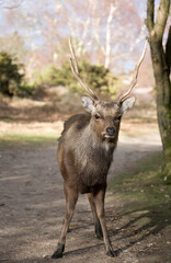 Sika Deer