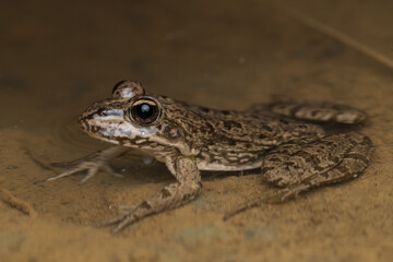 Green common frog (Pelophylax perezi) in water