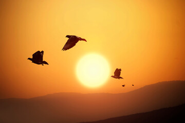 Fototapeta na wymiar Pigeons are flying over the mountains and beautiful sunset