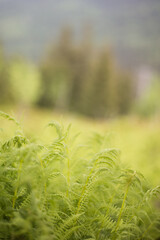Mountain landscape. Views from the Jizera Mountains to Poland. Young green ferns 