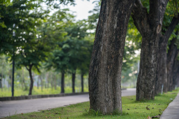 The repetition of trees beside a road