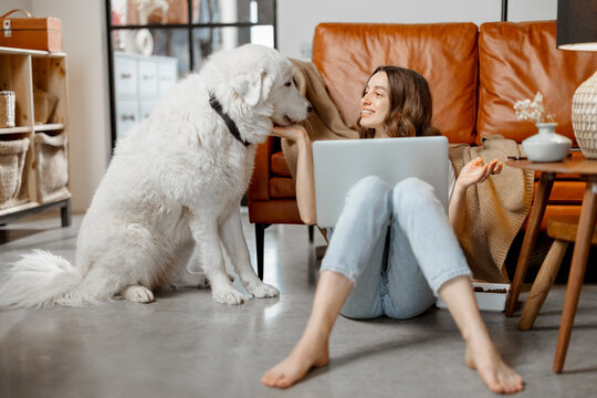 Cheerful woman working in laptop while sitting near sofa at home and playing with white dog. Digital nomad and work from home concept. High quality photo