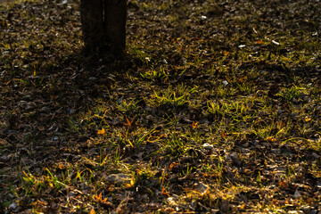 Obraz premium 日暮れ