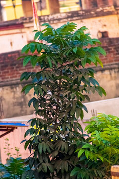 A Tall Indian Devil Tree Getting Taller