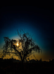 Naklejka premium Halloween tree, tree with scary shape in twilight light, Halloween background picture.
