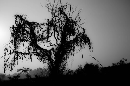 Halloween tree, scary tree in twilight light, Halloween wallpaper, black and white picture.