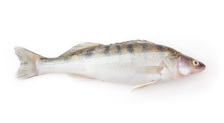 Fresh pike perch isolated on white background