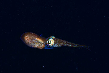A small Sepiola rondeletii rests on the sand at night.