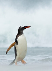 Naklejka na ściany i meble Close up of a Gentoo penguin walking on a stormy coast