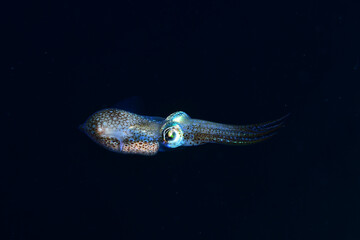 A small Sepiola rondeletii rests on the sand at night.