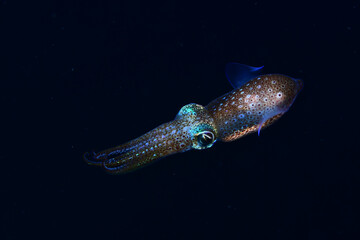 A small Sepiola rondeletii rests on the sand at night.