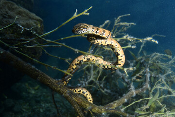 freshwater snake resting on an orange tree branch