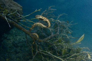 freshwater snake resting on an orange tree branch