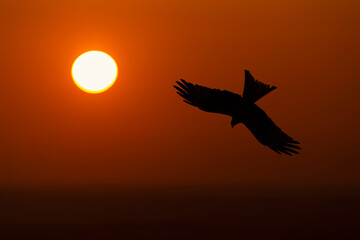 Silhouette of a red kite in flight at sunset