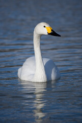 Bewick Swan
