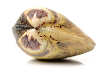 Clams on white background