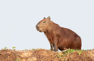 Close up of a Capybara standing on a river bank against clear blue sky
